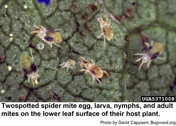 twospotted spider mites
